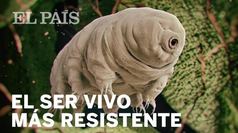 Descubre el Increíble Animal Microscópico más Resistente del Mundo